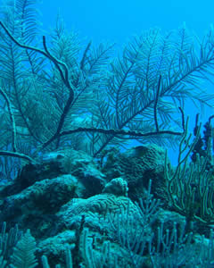 Costa Maya