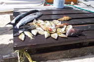 Fishing Tour Puerto Morelos