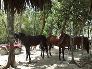 Horseback riding Tour Puerto Morelos
