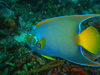 Snorkeling Cancun, Mexican Caribbean