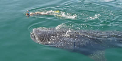 Swim with Whale Shark