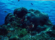 Tour Arrecife Chinchorro, Caribe Mexicano