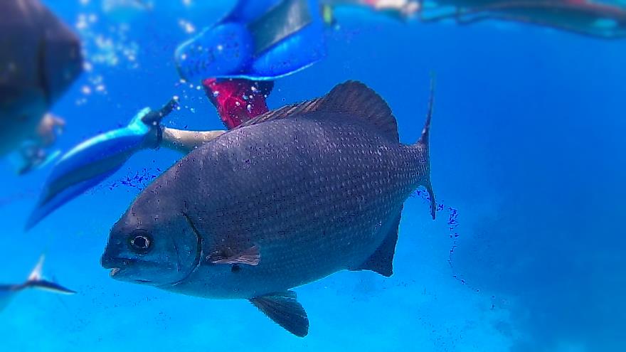 Esnorquel en Cozumel, Caribe Mexicano