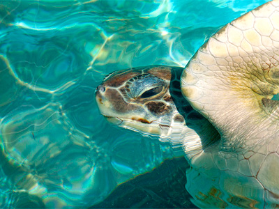 Tortugranja en Isla Mujeres, Caribe Mexicano
