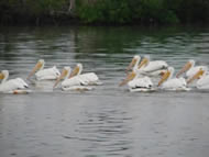 Rio Lagartos, Yucatan