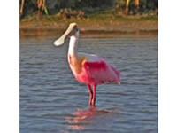 Rio Lagartos, Yucatan