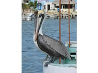 Rio Lagartos, Yucatan