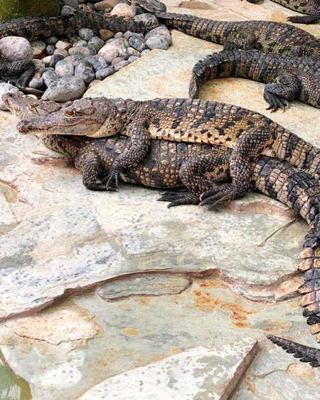 Crococun, Mexican Caribbean