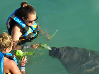 Tour Dolphin Royal Swim Isla Mujeres Cancun Mexico
