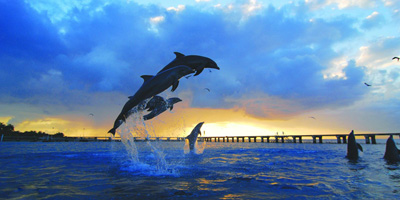 Dolphin Royal Isla Mujeres, Tours en el Caribe Mexicano