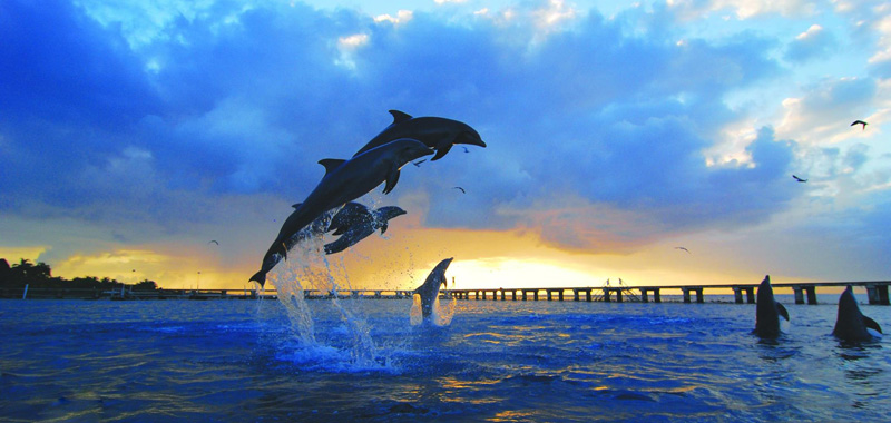 Tour Dolphin Royal Swim Isla Mujeres Cancun Mexico