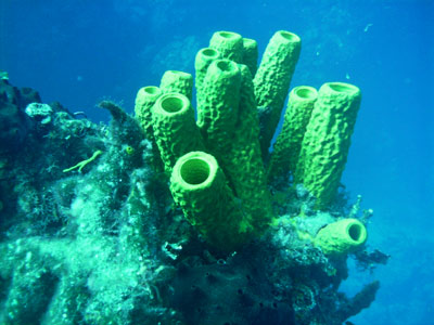 Tour Esnórquel en Cozumel y Playa Mía Cancun Mexico