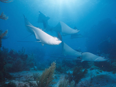 Tour Subsee Explorer Cancun Mexico