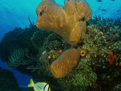 Tour Subsee Explorer Cancun Mexico