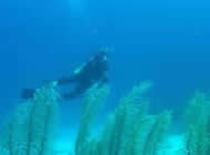 Snorkeling and Diving in Tulum, Mexican Caribbean